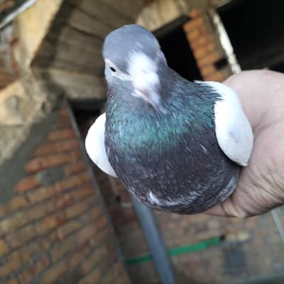 ch sakhi tadi male or original rampuri breeding Kabootar for sale