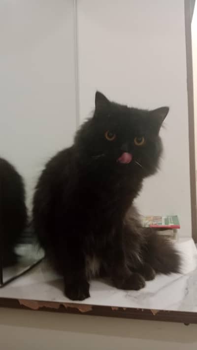 Persian rare black cat