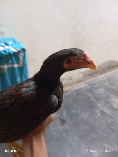 Aseel breed full aggressive