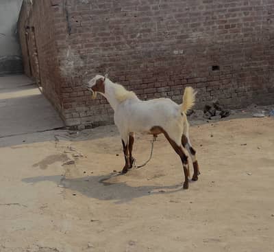 Pure barbara male bakra goat
