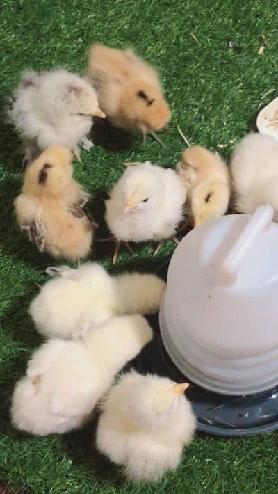 Light Sussex light barhama golden silke