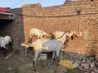 Goat bakra
