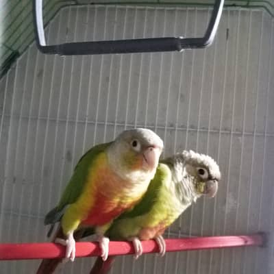 pineapple canour healthy and active breder pair