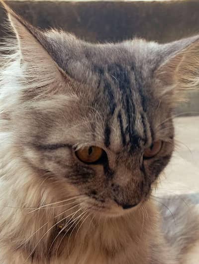 wolf tail Persian cat