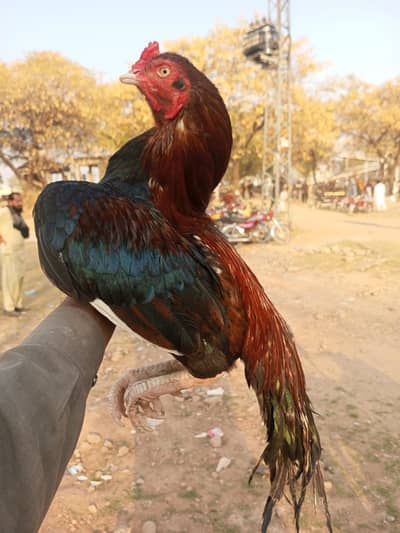 Aseel maniwail available