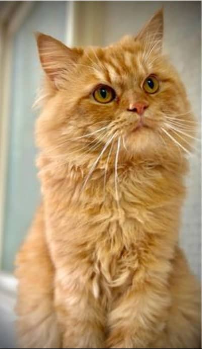 Persian cat urgent sale