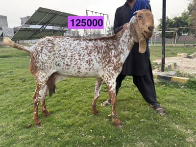 Ghabban,  Pachar, Mundre/ Goats and Mundra Sheep in Gujrat