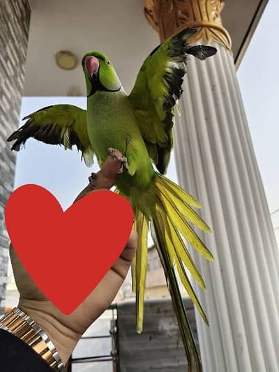 Ring nick parrot for sale