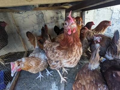 golden misri egg lying hens.