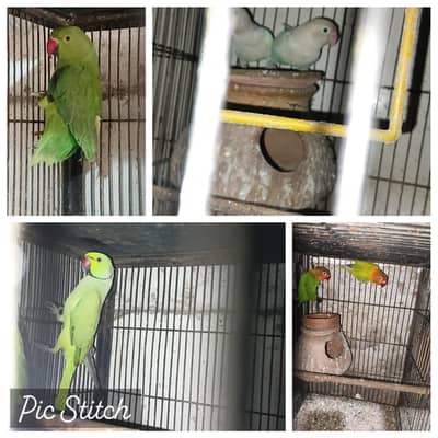 ringneck green parrot or love birds
