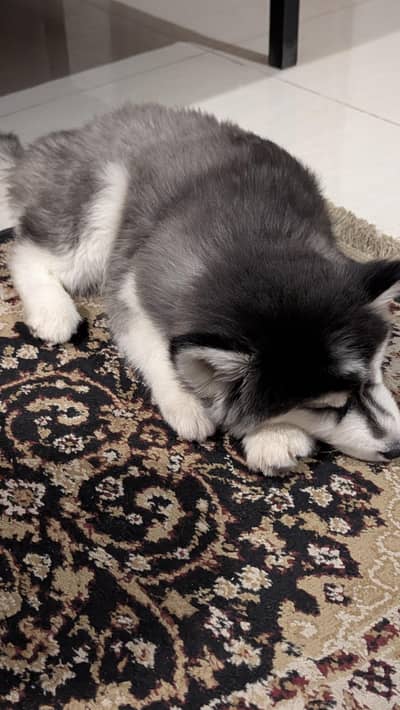 Siberian husky male puppy 2 and a half months