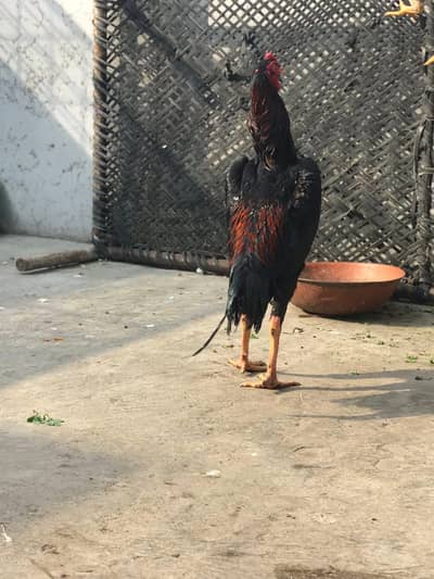 Shamoo aseel for sale