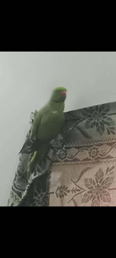 green parrot active and healthy