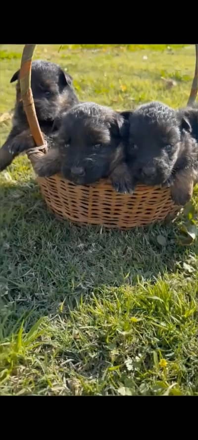 German Shepherd Puppies Available For Sale