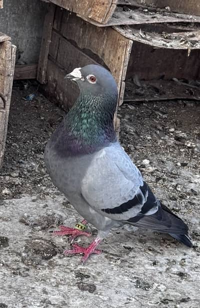 Hara female Rac -er male pair