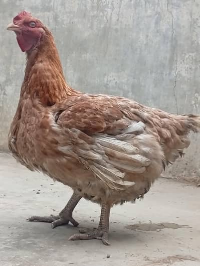 huge size imported female 5 kg