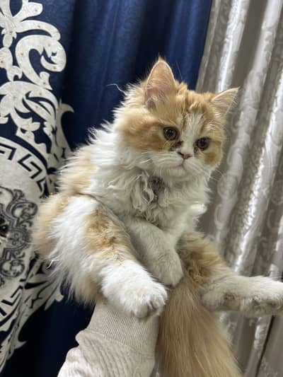 Persion cat tripple coated mother or daughter