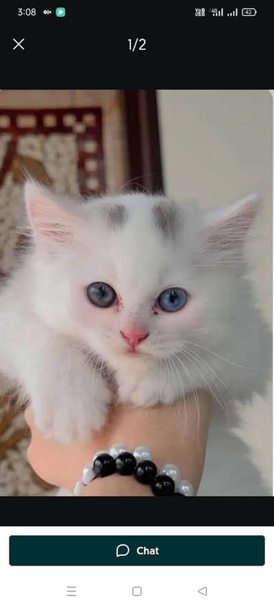 Russian kitten 2mouth