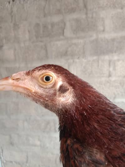 aseel pathee for sale location Abbottabad price 4k