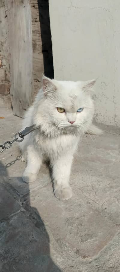 Persian Od Eyes Male & Yellow Eyes Female Breeder Pair