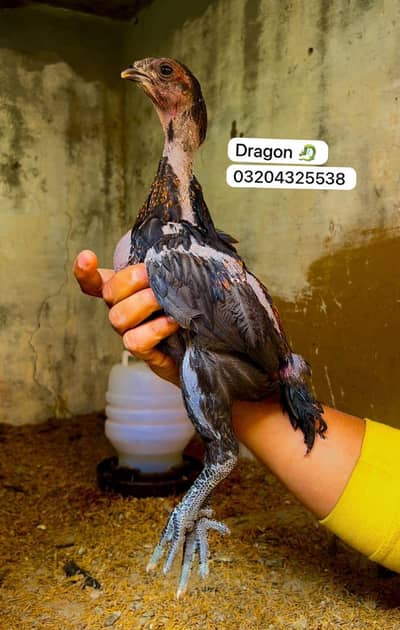 dragon chicks 03204325538