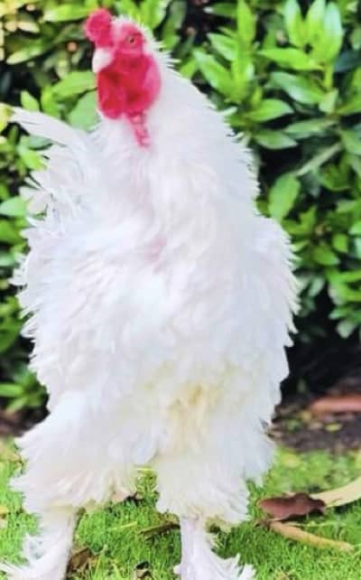 White hen pair one more male hen urgent sale