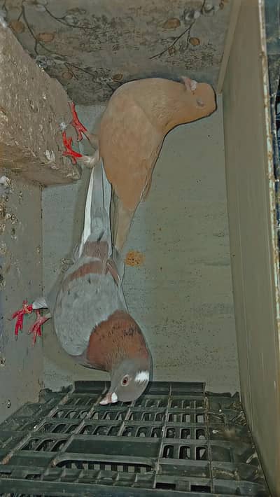 Nasli or prvazi kabutr hn jora laga hoya ha