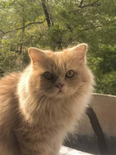 Persian male cat