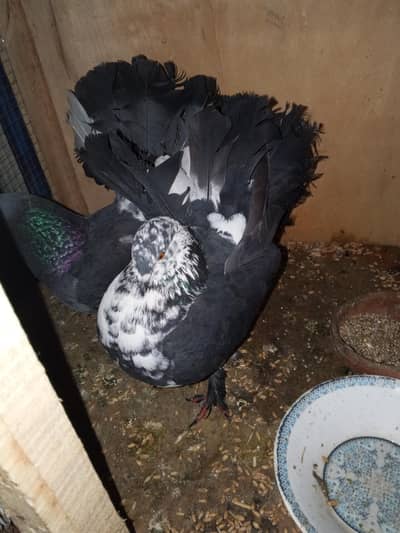 laka kaboor male female