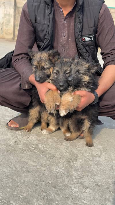 German shepherd long coat pupu  Male & Feale available