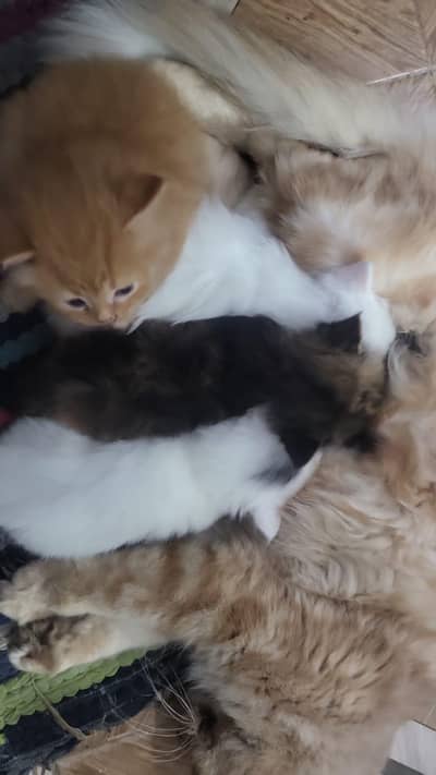 persian kittens