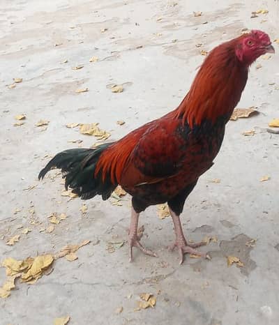Aseel Mianwali rooster for Sale