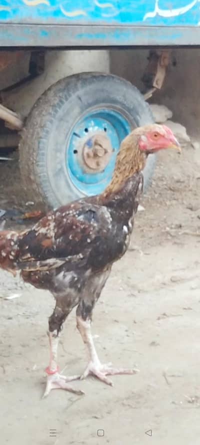 High Quality Assel bird's available. . .