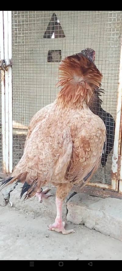 High Quality Assel bird's available. . .