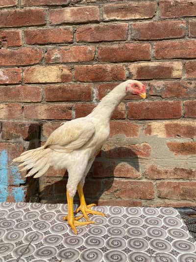 wight O Shamo A+bloodline