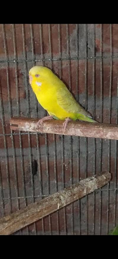 king under exhi fallow Red eye