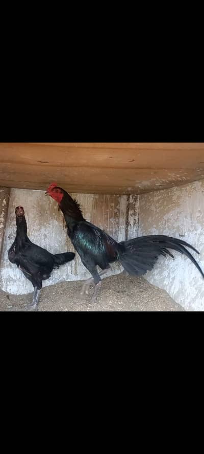 Thai Aseel Pair Deal