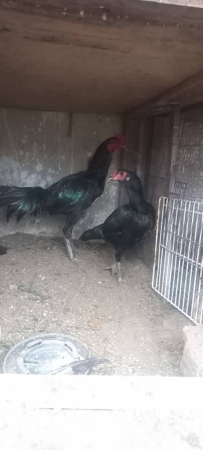 Thai Aseel Pair Deal