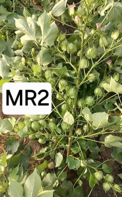 MR2 cotton seed
