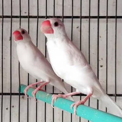 White java | Albino Java | Finches | Sperrow