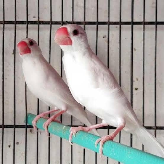 White java | Albino Java | Finches | Sperrow 0