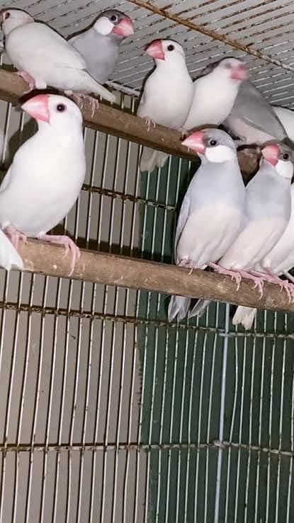 White java | Albino Java | Finches | Sperrow 1