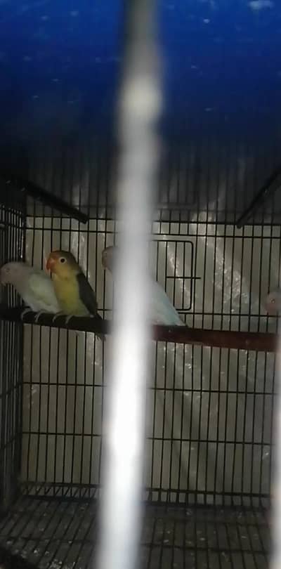 Love Birds 10x Pairs