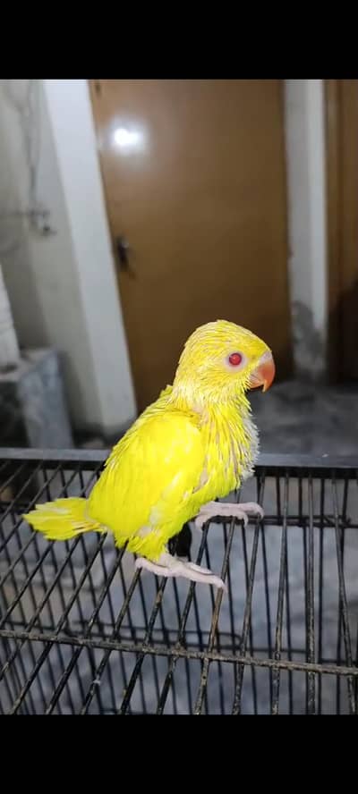 Yellow Chick Jambo Size Mother Feed