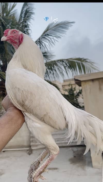 Top quality birds available