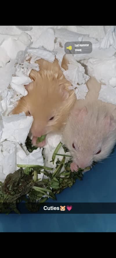 Hamsters syrian & albino 1.5 months Male and female