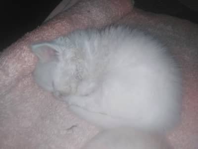 Sami punch triple cotted kittens