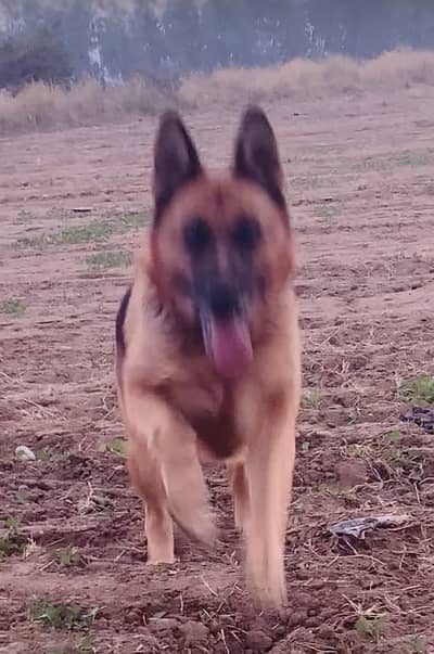 German Shepherd confirm breeder female for sale