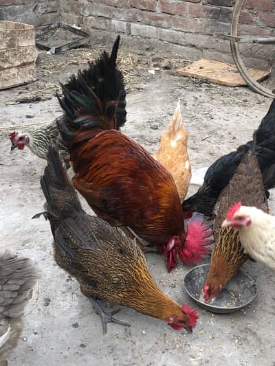 1 Male 6 Egg Laying hens