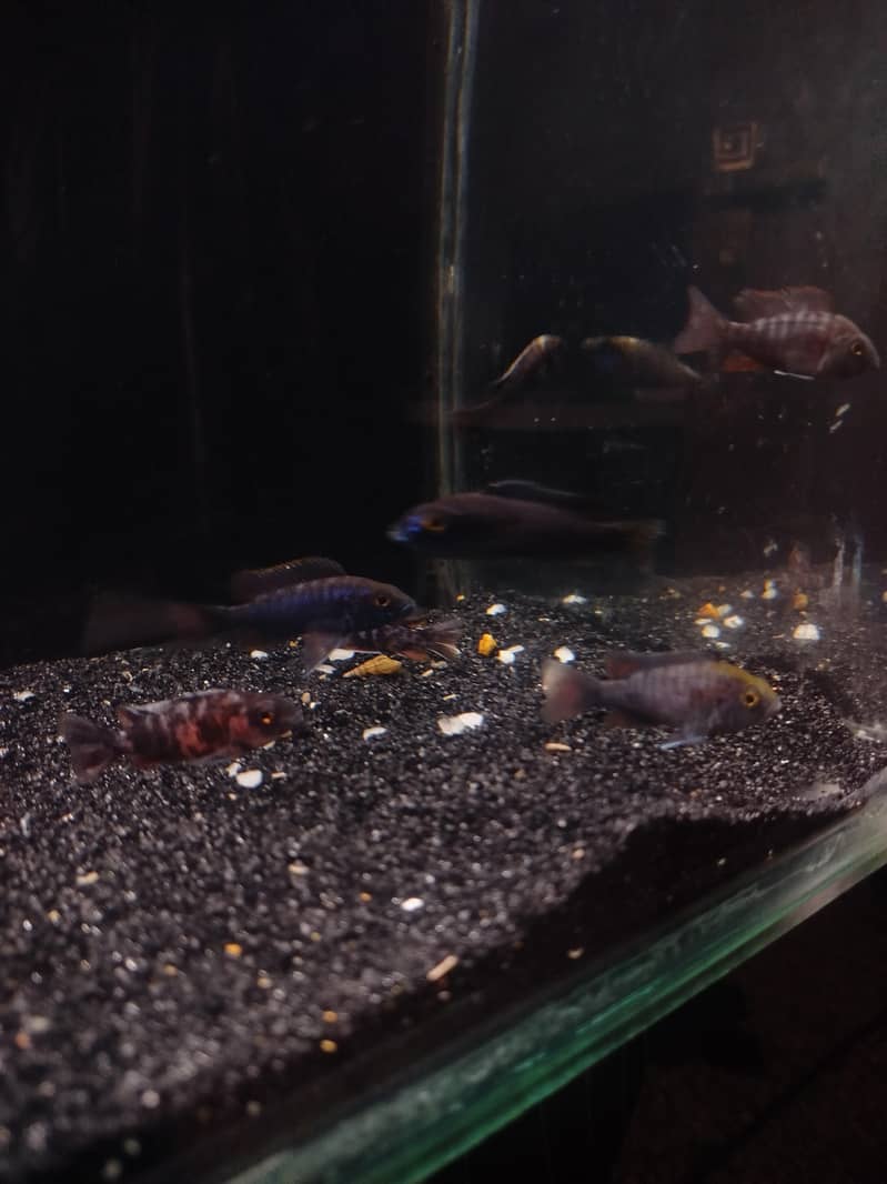 cichlids 2